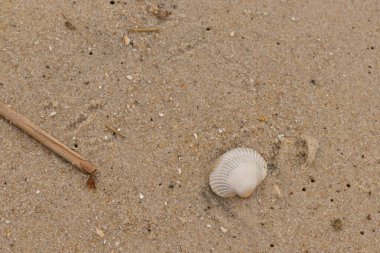 Kumlu arka planda deniz kabukları. Yaz tatili geçmişi, seyahat, tatil, tatil konsepti. düz yatış, üst görünüm