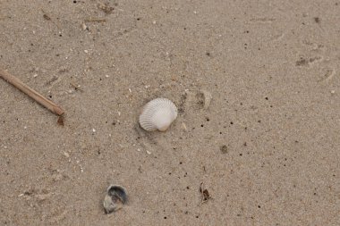 Kumsalda deniz kabuğu