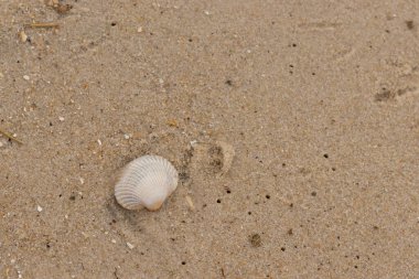 Bu sahilde oturan bir deniz kabuğunun görüntüsü. Kaburgalı beyaz kabuk kan gemisi olarak bilinir. Etraftaki güzel kum taneleri diğer tuzlu su artıklarıyla birlikte..
