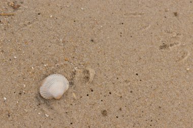 Bu sahilde oturan bir deniz kabuğunun görüntüsü. Kaburgalı beyaz kabuk kan gemisi olarak bilinir. Etraftaki güzel kum taneleri diğer tuzlu su artıklarıyla birlikte..