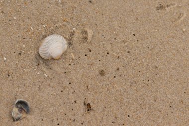 Bu sahilde oturan bir deniz kabuğunun görüntüsü. Kaburgalı beyaz kabuk kan gemisi olarak bilinir. Etraftaki güzel kum taneleri diğer tuzlu su artıklarıyla birlikte..