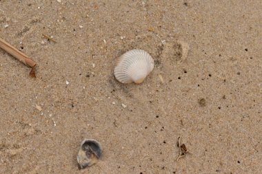 Bu sahilde oturan bir deniz kabuğunun görüntüsü. Kaburgalı beyaz kabuk kan gemisi olarak bilinir. Etraftaki güzel kum taneleri diğer tuzlu su artıklarıyla birlikte..
