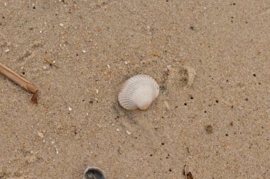 Bu sahilde oturan bir deniz kabuğunun görüntüsü. Kaburgalı beyaz kabuk kan gemisi olarak bilinir. Etraftaki güzel kum taneleri diğer tuzlu su artıklarıyla birlikte..