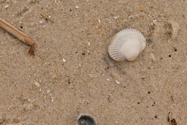 Bu sahilde oturan bir deniz kabuğunun görüntüsü. Kaburgalı beyaz kabuk kan gemisi olarak bilinir. Etraftaki güzel kum taneleri diğer tuzlu su artıklarıyla birlikte..
