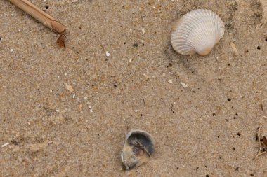 Bu sahilde oturan bir deniz kabuğunun görüntüsü. Kaburgalı beyaz kabuk kan gemisi olarak bilinir. Etraftaki güzel kum taneleri diğer tuzlu su artıklarıyla birlikte..