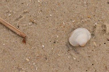 Bu sahilde oturan bir deniz kabuğunun görüntüsü. Kaburgalı beyaz kabuk kan gemisi olarak bilinir. Etraftaki güzel kum taneleri diğer tuzlu su artıklarıyla birlikte..