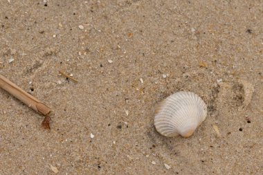 Bu sahilde oturan bir deniz kabuğunun görüntüsü. Kaburgalı beyaz kabuk kan gemisi olarak bilinir. Etraftaki güzel kum taneleri diğer tuzlu su artıklarıyla birlikte..