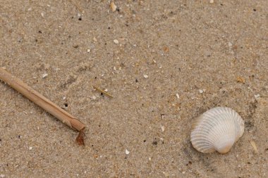 Bu sahilde oturan bir deniz kabuğunun görüntüsü. Kaburgalı beyaz kabuk kan gemisi olarak bilinir. Etraftaki güzel kum taneleri diğer tuzlu su artıklarıyla birlikte..