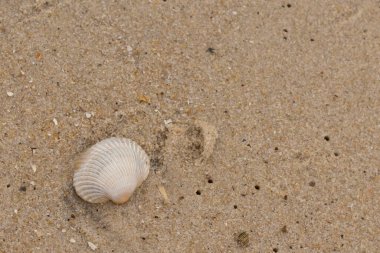 Bu sahilde oturan bir deniz kabuğunun görüntüsü. Kaburgalı beyaz kabuk kan gemisi olarak bilinir. Etraftaki güzel kum taneleri diğer tuzlu su artıklarıyla birlikte..
