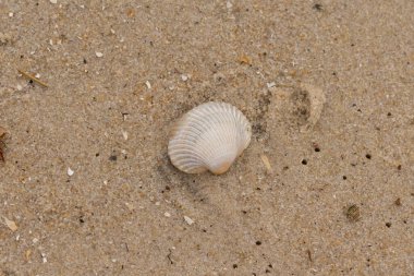 Bu sahilde oturan bir deniz kabuğunun görüntüsü. Kaburgalı beyaz kabuk kan gemisi olarak bilinir. Etraftaki güzel kum taneleri diğer tuzlu su artıklarıyla birlikte..