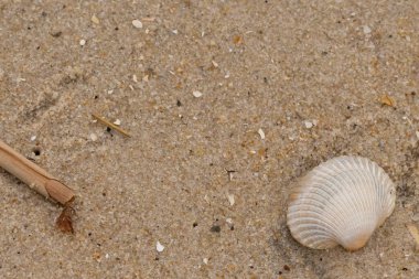 Bu sahilde oturan bir deniz kabuğunun görüntüsü. Kaburgalı beyaz kabuk kan gemisi olarak bilinir. Etraftaki güzel kum taneleri diğer tuzlu su artıklarıyla birlikte..