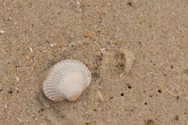 Bu sahilde oturan bir deniz kabuğunun görüntüsü. Kaburgalı beyaz kabuk kan gemisi olarak bilinir. Etraftaki güzel kum taneleri diğer tuzlu su artıklarıyla birlikte..