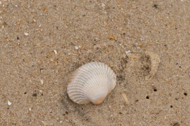 Bu sahilde oturan bir deniz kabuğunun görüntüsü. Kaburgalı beyaz kabuk kan gemisi olarak bilinir. Etraftaki güzel kum taneleri diğer tuzlu su artıklarıyla birlikte..