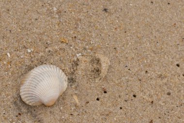 Bu sahilde oturan bir deniz kabuğunun görüntüsü. Kaburgalı beyaz kabuk kan gemisi olarak bilinir. Etraftaki güzel kum taneleri diğer tuzlu su artıklarıyla birlikte..