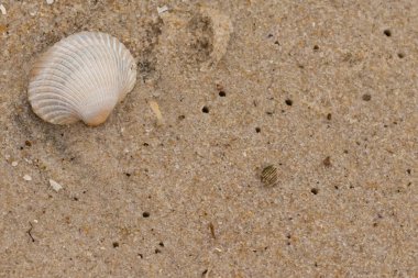 Bu sahilde oturan bir deniz kabuğunun görüntüsü. Kaburgalı beyaz kabuk kan gemisi olarak bilinir. Etraftaki güzel kum taneleri diğer tuzlu su artıklarıyla birlikte..