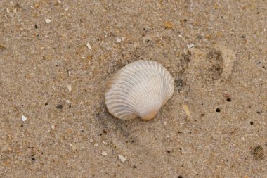 Bu sahilde oturan bir deniz kabuğunun görüntüsü. Kaburgalı beyaz kabuk kan gemisi olarak bilinir. Etraftaki güzel kum taneleri diğer tuzlu su artıklarıyla birlikte..
