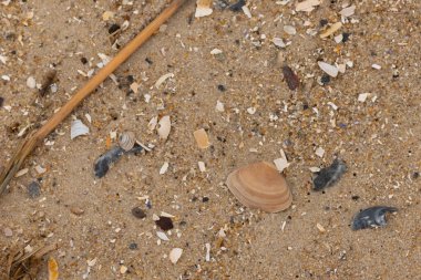 Bu küçük midye kabuğu sahilde dalgalar tarafından parçalanmış deniz kabuklarıyla çevriliydi. Deniz kabuğu kumların kahverengi tanelerinde yatıyordu..