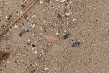 Bu küçük midye kabuğu sahilde dalgalar tarafından parçalanmış deniz kabuklarıyla çevriliydi. Deniz kabuğu kumların kahverengi tanelerinde yatıyordu..