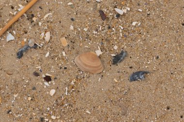 Bu küçük midye kabuğu sahilde dalgalar tarafından parçalanmış deniz kabuklarıyla çevriliydi. Deniz kabuğu kumların kahverengi tanelerinde yatıyordu..