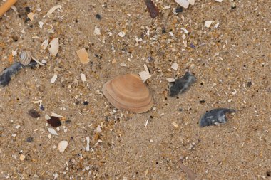 Bu küçük midye kabuğu sahilde dalgalar tarafından parçalanmış deniz kabuklarıyla çevriliydi. Deniz kabuğu kumların kahverengi tanelerinde yatıyordu..