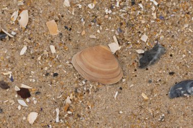 Bu küçük midye kabuğu sahilde dalgalar tarafından parçalanmış deniz kabuklarıyla çevriliydi. Deniz kabuğu kumların kahverengi tanelerinde yatıyordu..