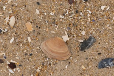 Bu küçük midye kabuğu sahilde dalgalar tarafından parçalanmış deniz kabuklarıyla çevriliydi. Deniz kabuğu kumların kahverengi tanelerinde yatıyordu..
