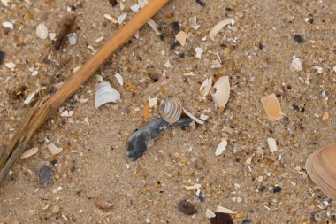 Bu küçük midye kabuğu sahilde dalgalar tarafından parçalanmış deniz kabuklarıyla çevriliydi. Deniz kabuğu kumların kahverengi tanelerinde yatıyordu..