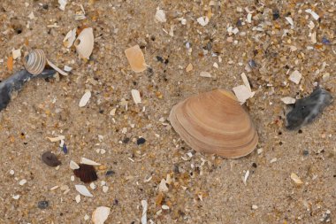 Bu küçük midye kabuğu sahilde dalgalar tarafından parçalanmış deniz kabuklarıyla çevriliydi. Deniz kabuğu kumların kahverengi tanelerinde yatıyordu..