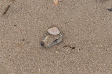 Bu resimde mavi bir istiridye kabuğunun üzerinde duran bu şirin midye kabuğu. Denizin dalgaları tarafından getirilen deniz kabukları burada, kum tanelerinin arasında uzanıyordu..