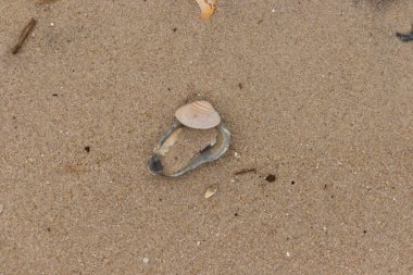 Bu resimde mavi bir istiridye kabuğunun üzerinde duran bu şirin midye kabuğu. Denizin dalgaları tarafından getirilen deniz kabukları burada, kum tanelerinin arasında uzanıyordu..