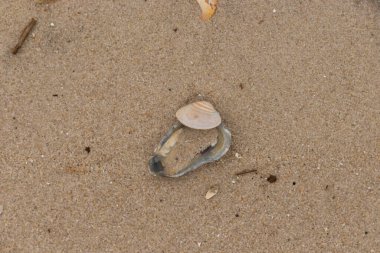 Bu resimde mavi bir istiridye kabuğunun üzerinde duran bu şirin midye kabuğu. Denizin dalgaları tarafından getirilen deniz kabukları burada, kum tanelerinin arasında uzanıyordu..