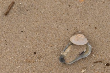 Bu resimde mavi bir istiridye kabuğunun üzerinde duran bu şirin midye kabuğu. Denizin dalgaları tarafından getirilen deniz kabukları burada, kum tanelerinin arasında uzanıyordu..