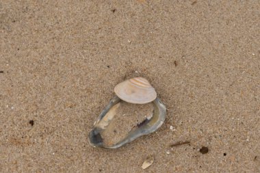 Bu resimde mavi bir istiridye kabuğunun üzerinde duran bu şirin midye kabuğu. Denizin dalgaları tarafından getirilen deniz kabukları burada, kum tanelerinin arasında uzanıyordu..