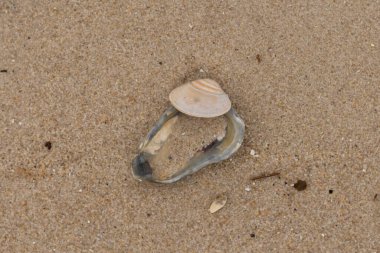 Bu resimde mavi bir istiridye kabuğunun üzerinde duran bu şirin midye kabuğu. Denizin dalgaları tarafından getirilen deniz kabukları burada, kum tanelerinin arasında uzanıyordu..