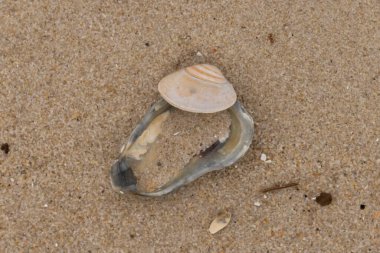 Bu resimde mavi bir istiridye kabuğunun üzerinde duran bu şirin midye kabuğu. Denizin dalgaları tarafından getirilen deniz kabukları burada, kum tanelerinin arasında uzanıyordu..