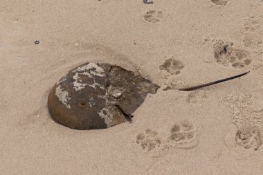 Bu kabuklu deniz hayvanı bu resimde plajda yatıyordu. Bu bir at nalı yengeci ve okyanusun gelgiti ile kum tanelerinin arasında karaya vurmuş. Kahverengi sert kabuk, sırtlarıyla tarih öncesinden kalma gibi görünüyor..