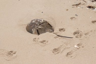 Bu kabuklu deniz hayvanı bu resimde plajda yatıyordu. Bu bir at nalı yengeci ve okyanusun gelgiti ile kum tanelerinin arasında karaya vurmuş. Kahverengi sert kabuk, sırtlarıyla tarih öncesinden kalma gibi görünüyor..