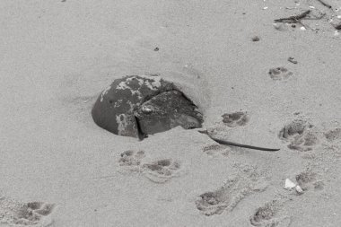 Bu kabuklu deniz hayvanı bu resimde plajda yatıyordu. Bu bir at nalı yengeci ve okyanusun gelgiti ile kum tanelerinin arasında karaya vurmuş. Kahverengi sert kabuk, sırtlarıyla tarih öncesinden kalma gibi görünüyor..