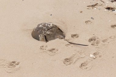 Bu kabuklu deniz hayvanı bu resimde plajda yatıyordu. Bu bir at nalı yengeci ve okyanusun gelgiti ile kum tanelerinin arasında karaya vurmuş. Kahverengi sert kabuk, sırtlarıyla tarih öncesinden kalma gibi görünüyor..