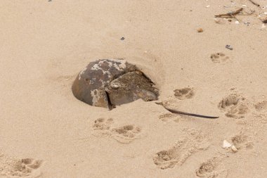 Bu kabuklu deniz hayvanı bu resimde plajda yatıyordu. Bu bir at nalı yengeci ve okyanusun gelgiti ile kum tanelerinin arasında karaya vurmuş. Kahverengi sert kabuk, sırtlarıyla tarih öncesinden kalma gibi görünüyor..