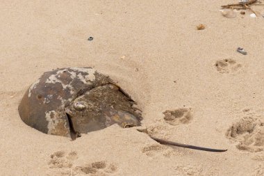 Bu kabuklu deniz hayvanı bu resimde plajda yatıyordu. Bu bir at nalı yengeci ve okyanusun gelgiti ile kum tanelerinin arasında karaya vurmuş. Kahverengi sert kabuk, sırtlarıyla tarih öncesinden kalma gibi görünüyor..
