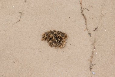 Plajda oturan lastik gibi bir bryozoan vardı. Okyanusun gelgiti tarafından getirildi ve burada, kum tanelerinin arasında duruyor. Küçük, bronzlaşmış dokunaçları her yere uzanıyor..