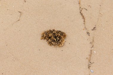 Plajda oturan lastik gibi bir bryozoan vardı. Okyanusun gelgiti tarafından getirildi ve burada, kum tanelerinin arasında duruyor. Küçük, bronzlaşmış dokunaçları her yere uzanıyor..