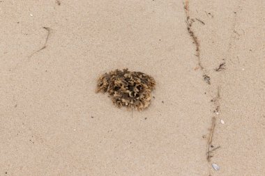 Plajda oturan lastik gibi bir bryozoan vardı. Okyanusun gelgiti tarafından getirildi ve burada, kum tanelerinin arasında duruyor. Küçük, bronzlaşmış dokunaçları her yere uzanıyor..
