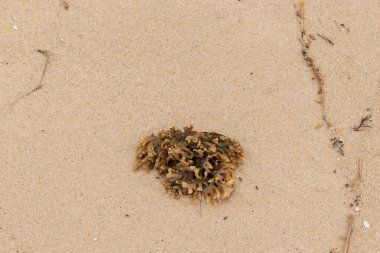 Plajda oturan lastik gibi bir bryozoan vardı. Okyanusun gelgiti tarafından getirildi ve burada, kum tanelerinin arasında duruyor. Küçük, bronzlaşmış dokunaçları her yere uzanıyor..