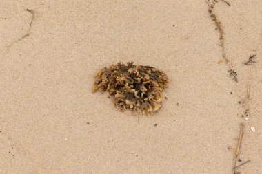 Plajda oturan lastik gibi bir bryozoan vardı. Okyanusun gelgiti tarafından getirildi ve burada, kum tanelerinin arasında duruyor. Küçük, bronzlaşmış dokunaçları her yere uzanıyor..