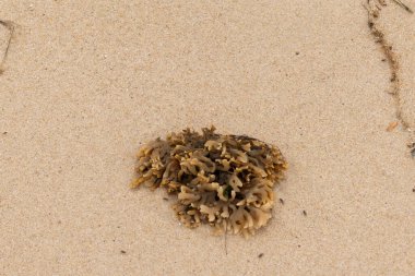 Plajda oturan lastik gibi bir bryozoan vardı. Okyanusun gelgiti tarafından getirildi ve burada, kum tanelerinin arasında duruyor. Küçük, bronzlaşmış dokunaçları her yere uzanıyor..