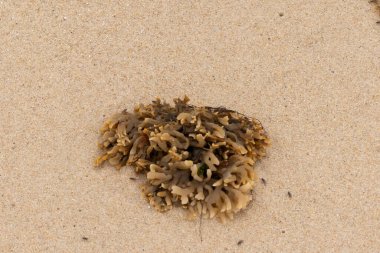 Plajda oturan lastik gibi bir bryozoan vardı. Okyanusun gelgiti tarafından getirildi ve burada, kum tanelerinin arasında duruyor. Küçük, bronzlaşmış dokunaçları her yere uzanıyor..
