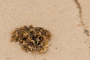 Plajda oturan lastik gibi bir bryozoan vardı. Okyanusun gelgiti tarafından getirildi ve burada, kum tanelerinin arasında duruyor. Küçük, bronzlaşmış dokunaçları her yere uzanıyor..
