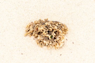 Plajda oturan lastik gibi bir bryozoan vardı. Okyanusun gelgiti tarafından getirildi ve burada, kum tanelerinin arasında duruyor. Küçük, bronzlaşmış dokunaçları her yere uzanıyor..